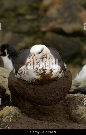 Schwarzen browed Albatros Diomedea Melanophoris Falklandinseln setzte sich auf Nest Schlamm vom Nestbau Stockfoto