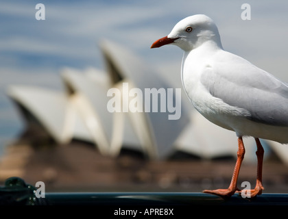 Eine Möwe thront auf einem Geländer mit Sydney Opera House unscharf im Hintergrund, Sydney, Australien Stockfoto