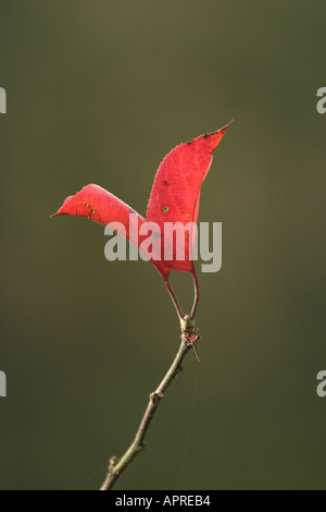 rotes Blatt Stockfoto