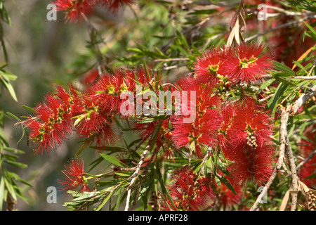 Bottlebrush Zylinderputzer Arten Queensland Australien Stockfoto