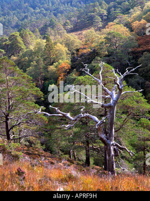 Skelett einer Tanne an den Hängen des Beinn Eighe, Torridon. Stockfoto