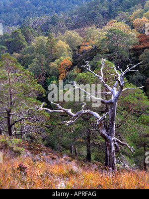 Skelett einer Tanne an den Hängen des Beinn Eighe, Torridon. Stockfoto