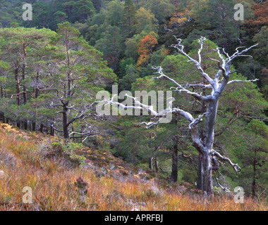 Skelett einer Tanne an den Hängen des Beinn Eighe, Torridon. Stockfoto