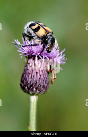 Biene-Käfer Trichius Fasciatus Strathspey Highlands Schottland august Stockfoto