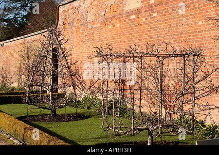 Obstbäume, die im Winter auf einem Edwardian Gartenstil Goblet und Dome Rahmen in West Dean Gardens, West Sussex, England wachsen. GROSSBRITANNIEN Stockfoto