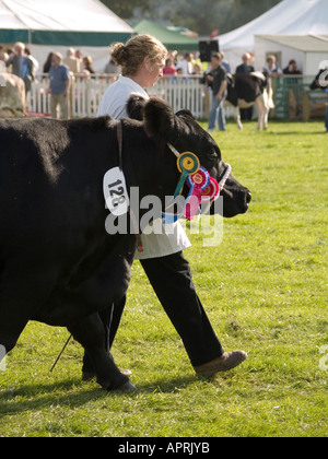 Bauer führt eine preisgekrönte schwarzen Aberdeen Angus Kuh an landwirtschaftlichen Stokesley show 2006 Stockfoto