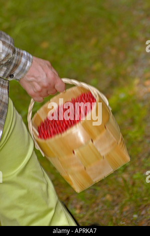 PR-Hand einer Frau trägt einen Korb, gefüllt mit Preiselbeeren auf Waldboden Stockfoto