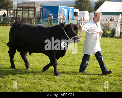 Bauer führt eine preisgekrönte schwarzen Aberdeen Angus-Stier an landwirtschaftlichen Stokesley show 2006 Stockfoto