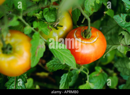 Eine Tomate, die Anzeichen von Blütenendfäule zeigt, die durch einen Kalziummangel und über- oder unregelmäßiges Gießen verursacht wurde Stockfoto