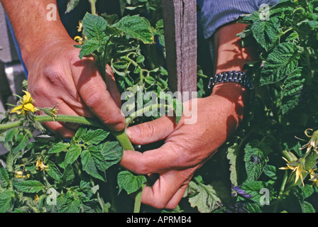 Kneifen, die junge Saugnäpfe an Tomatenpflanzen Stockfoto