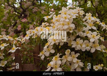 Clematis Montana Rebe in Blüte Stockfoto