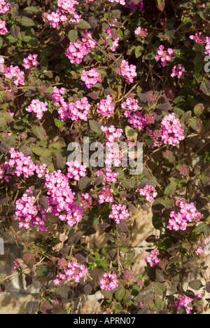 Lantana Montevidensis, auch bekannt als Trailing lantana, trauerlantana oder Trailing Strauchverbene Stockfoto