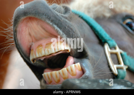 Lächelnd Horse Pony mit schmutzigen Zähne und Halfter für Kids zu fahren und da es wenig kleine ältere genießen Stockfoto