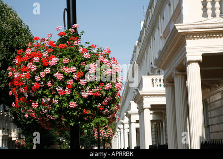 Hängenden Korb mit Blumen auf der Randolph Avenue in Maida Vale, London Stockfoto