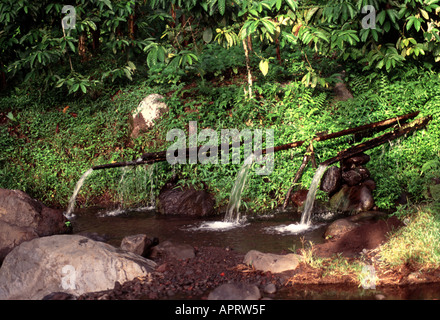 Quellen fließen in einen Fluss in Kaliklatak Plantage, Ost-Java, Indonesien, Asien Stockfoto