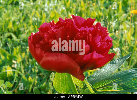 Paeonia Lactiflora rötlich lila Blütenblätter und schillernde Leidenschaft petaloids Stockfoto