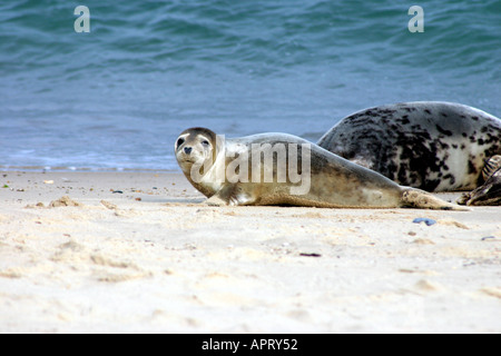 Kegelrobben Halichoerus Grypus Stockfoto