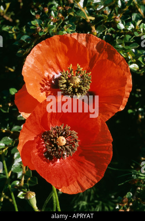 Papaver Rhoeas rot blühenden Vertrauen auffällig Herzen des schwarzen Staubgefäßen Stockfoto