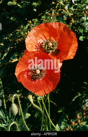 Papaver Rhoeas rot blühenden Vertrauen auffällig Herzen des schwarzen Staubgefäßen Stockfoto