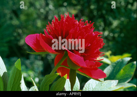 Paeonia Lactiflora rötlich lila Blütenblätter und schillernde Leidenschaft petaloids Stockfoto