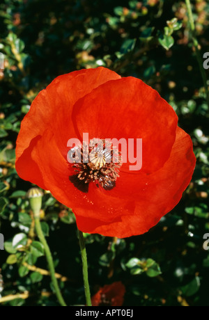 Papaver Rhoeas rot blühenden Vertrauen auffällig Herzen der braunen Staubgefäßen Stockfoto