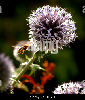 Eine Wespe fliegen unter Globe Thistle (Echinops Bannaticus / blue Globe). Bild von Jim Holden. Stockfoto