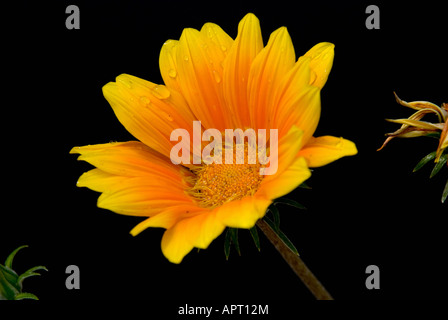 Makro von einem Gerber Daisy mit Wassertropfen Stockfoto