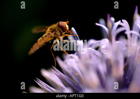 Ein Hoverfly landet auf Globe Thistle (Echinops Bannaticus). Bild von Jim Holden. Stockfoto