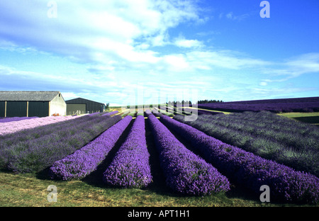Snowshill Lavender Farm, Gloucestershire, England, UK Stockfoto