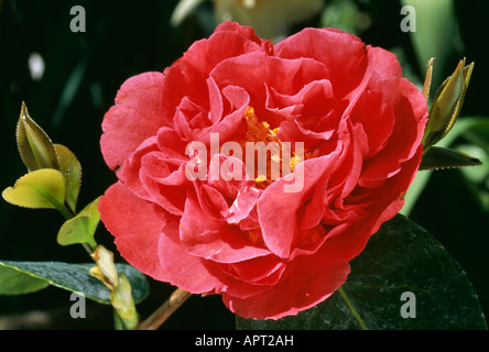 Camellia Japonica rote Eleganz und Verführung Stockfoto