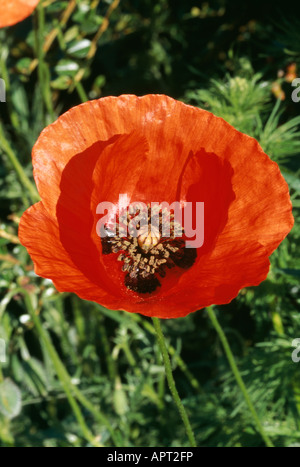 Papaver Rhoeas rot blühenden Vertrauen auffällig Herzen der braunen Staubgefäßen Stockfoto