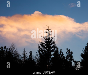 Nadelbaum Plantage in Northumberland England bei Sonnenuntergang Silhouette gegen einen hellen bewölkten Himmel Stockfoto