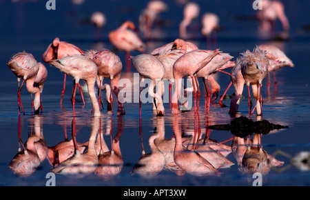 Flamingos mit Refelctions Lake Nakuru, Kenia Stockfoto