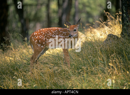 Eine weiße angebundene Rotwild noch in Flecken auf einer Wiese Rasen gefüllt in den Black Hills von South Dakota. Stockfoto