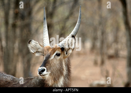 Wasserbock Hirsch Stockfoto