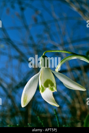Galanthus Nivalis weißen und grünen und sonnigen zaghaft und schlank in der rauen Umgebung Winter zu beenden Stockfoto