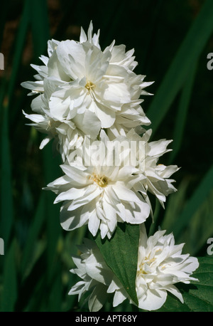 Philadelphus weiß einen Zweig der zarten und brillant weiße Blumen Stockfoto