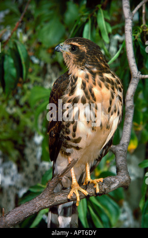 Shikra Accipiter badius Stockfoto