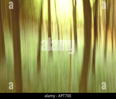 ICM FOTOKUNST: Magic Woodlands Stockfoto