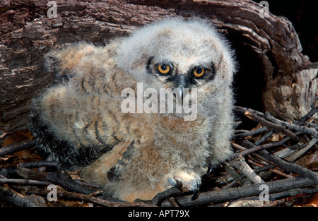 Große gehörnte Eule Küken im Nest Bubo virginianus Stockfoto