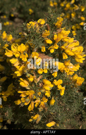 Gemeinsame Ginster gelb Blume Nahaufnahme Stockfoto