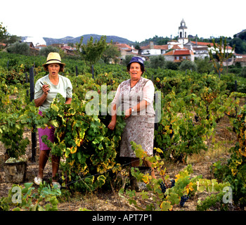 Portugal Wein Vino Verde Trauben Vintage Frauen Stockfoto