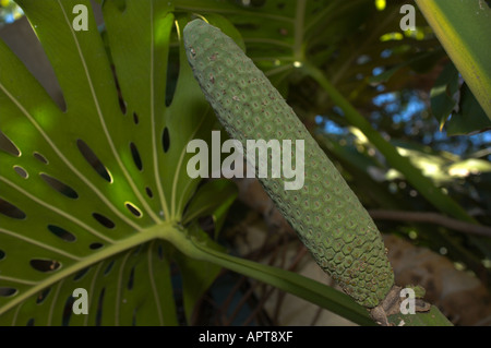 Frucht der Philodendron (Monstera Deliciosa), Botanischer Garten Funchal,  Madeira, Portugal Stockfotografie - Alamy