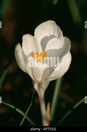 Krokus weiss gelben Staubgefäßen aufwachen, um die Morgensonne Stockfoto