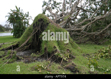 Palm Beach Florida, Sand, Surfen, County, West Palm Beach, Dreher Park, Wetter, Unwetter, Unwetter, Baum, Holz, Pflanze, Flora, Wurzeln, FL0909040007 Stockfoto