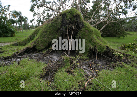 Palm Beach Florida, County, West Palm Beach, Dreher Park, Wetter, Schäden durch den Unwetter, Baumbäume, Holz, Pflanzen, Pflanzen, Wurzeln, Besucher reisen tou Stockfoto