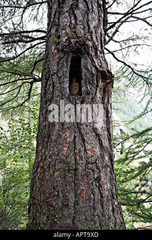 Linie 12 13G und 13 nach Lac Loie Gran Paradiso Nationalpark Italien Stockfoto
