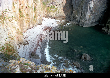 Elegug-Stacks und Bögen in Pembrokeshire Wales Stockfoto