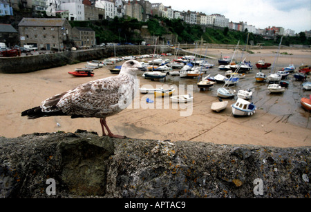 Tenby Hafen in Pembrokeshire Wales mit unreifen Silbermöwe im Vordergrund Stockfoto