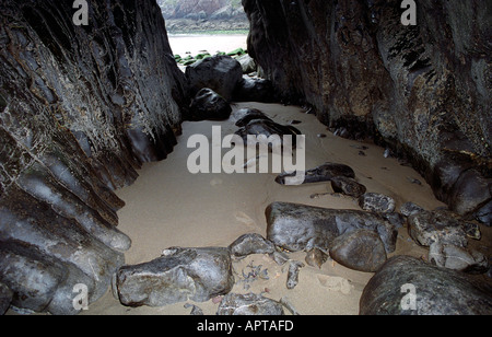 Höhlen im Skrinkle Haven in der Nähe von Tenby bei Ebbe Stockfoto